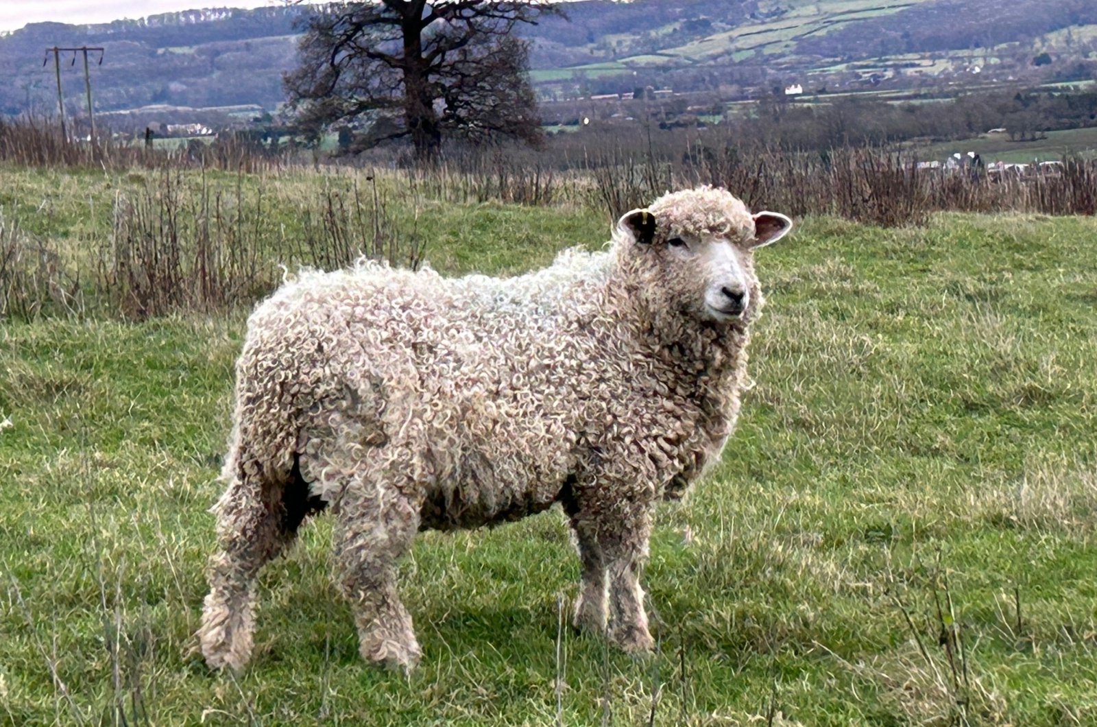 cotswold sheep