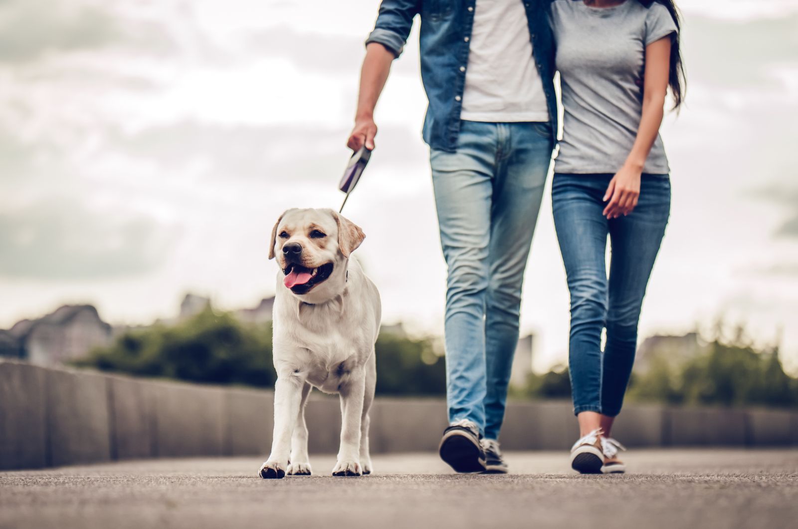 couple walking with dog