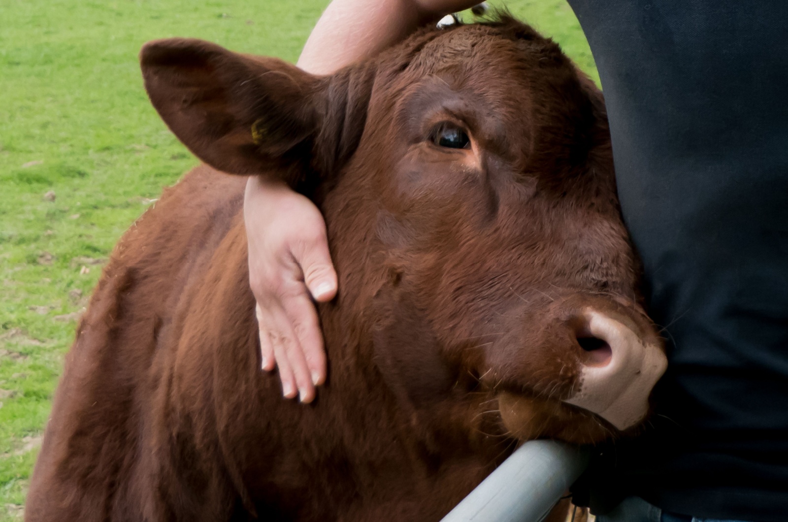 cow cuddling