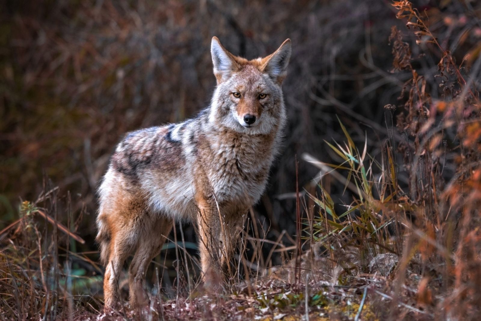 coyot in woods