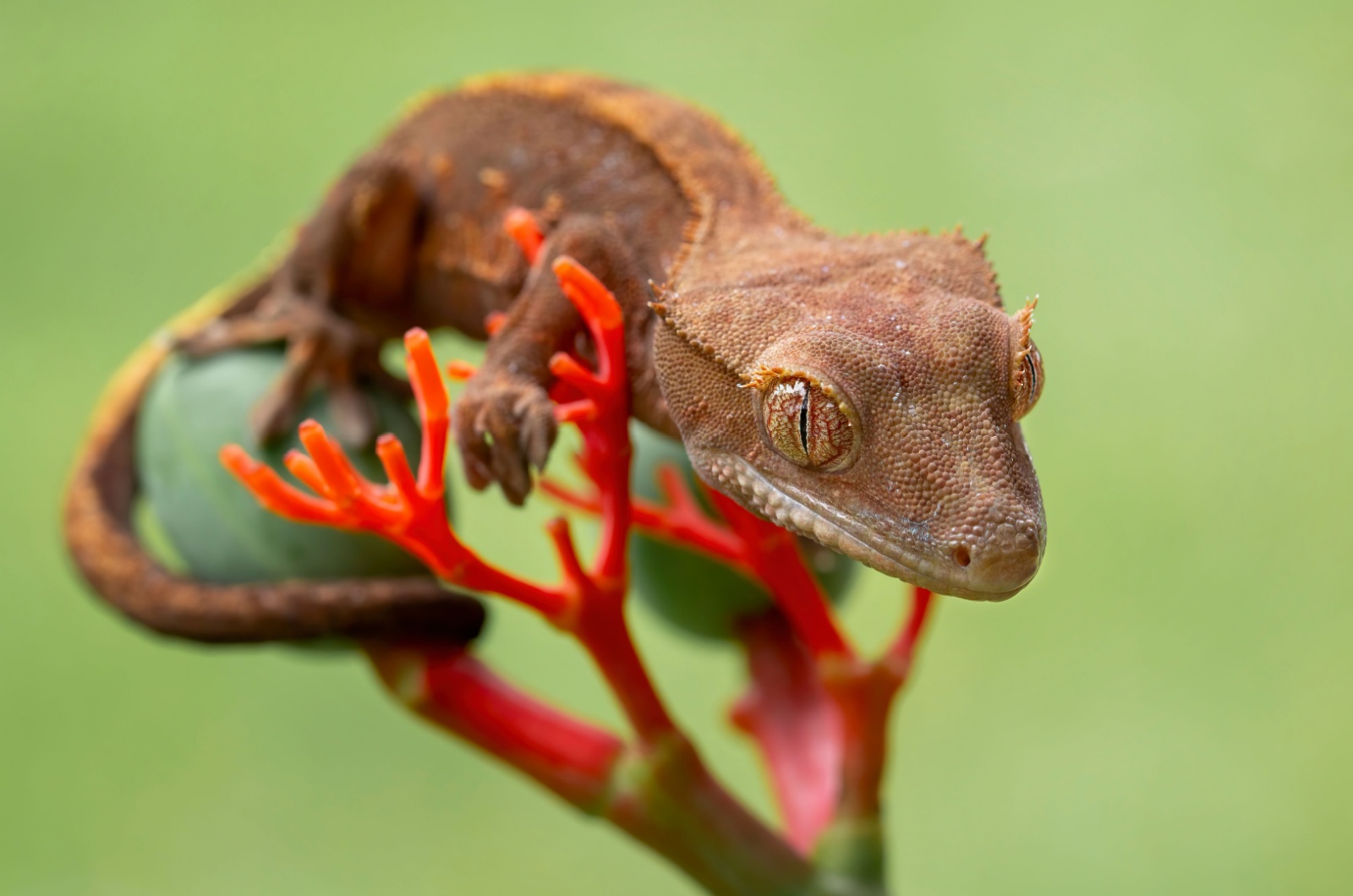 crested gecko