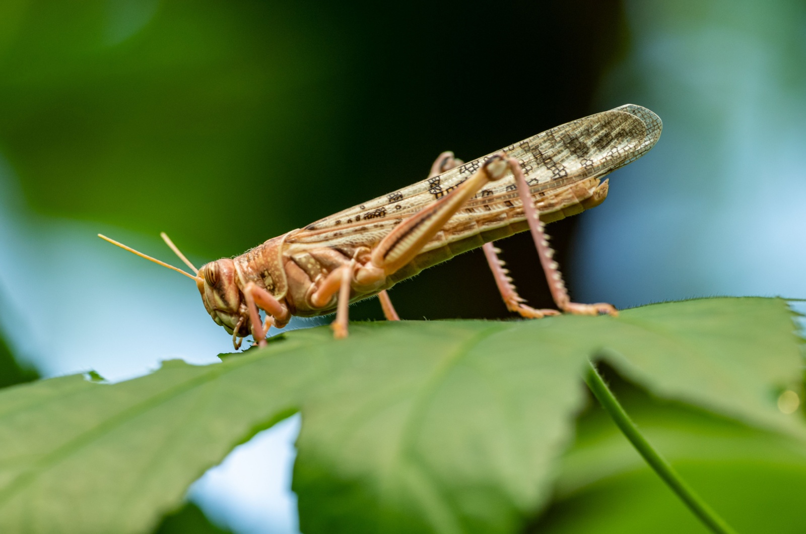 cricket