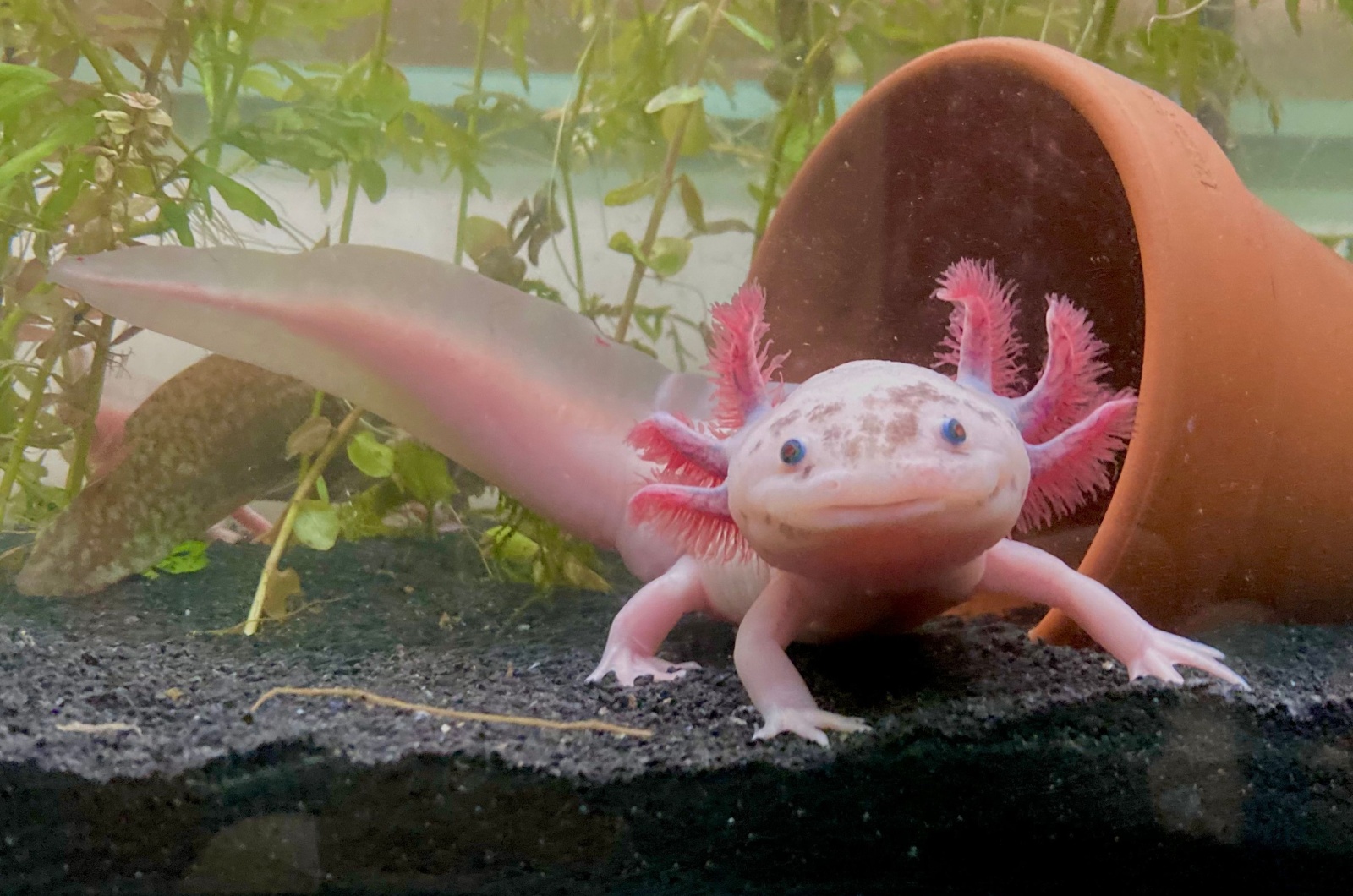 cute axolotl