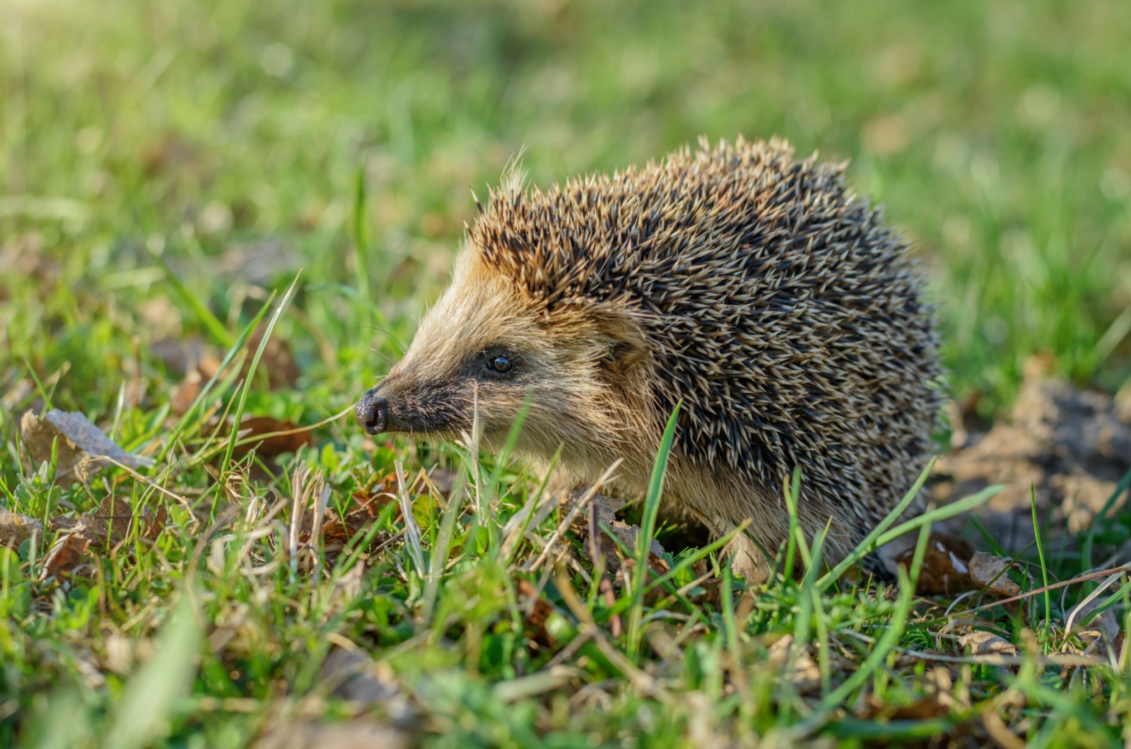 cute hedgehog