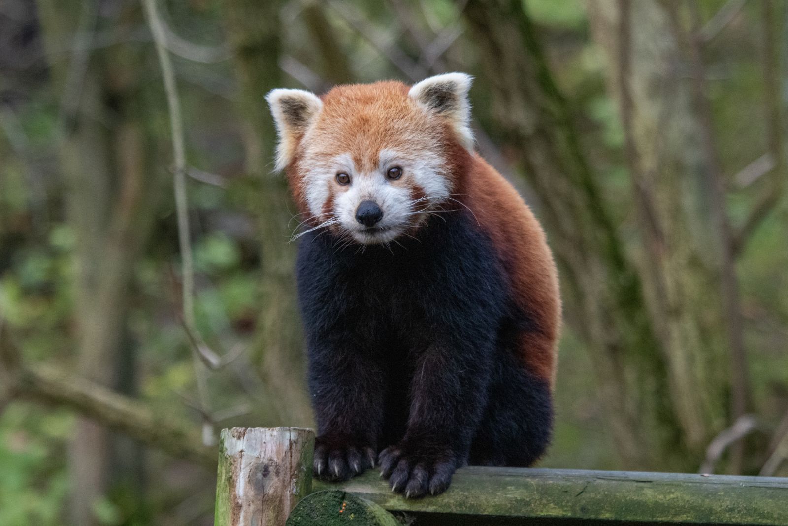 cute red panda