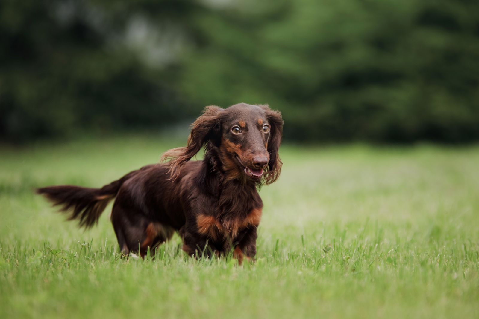 dachshund