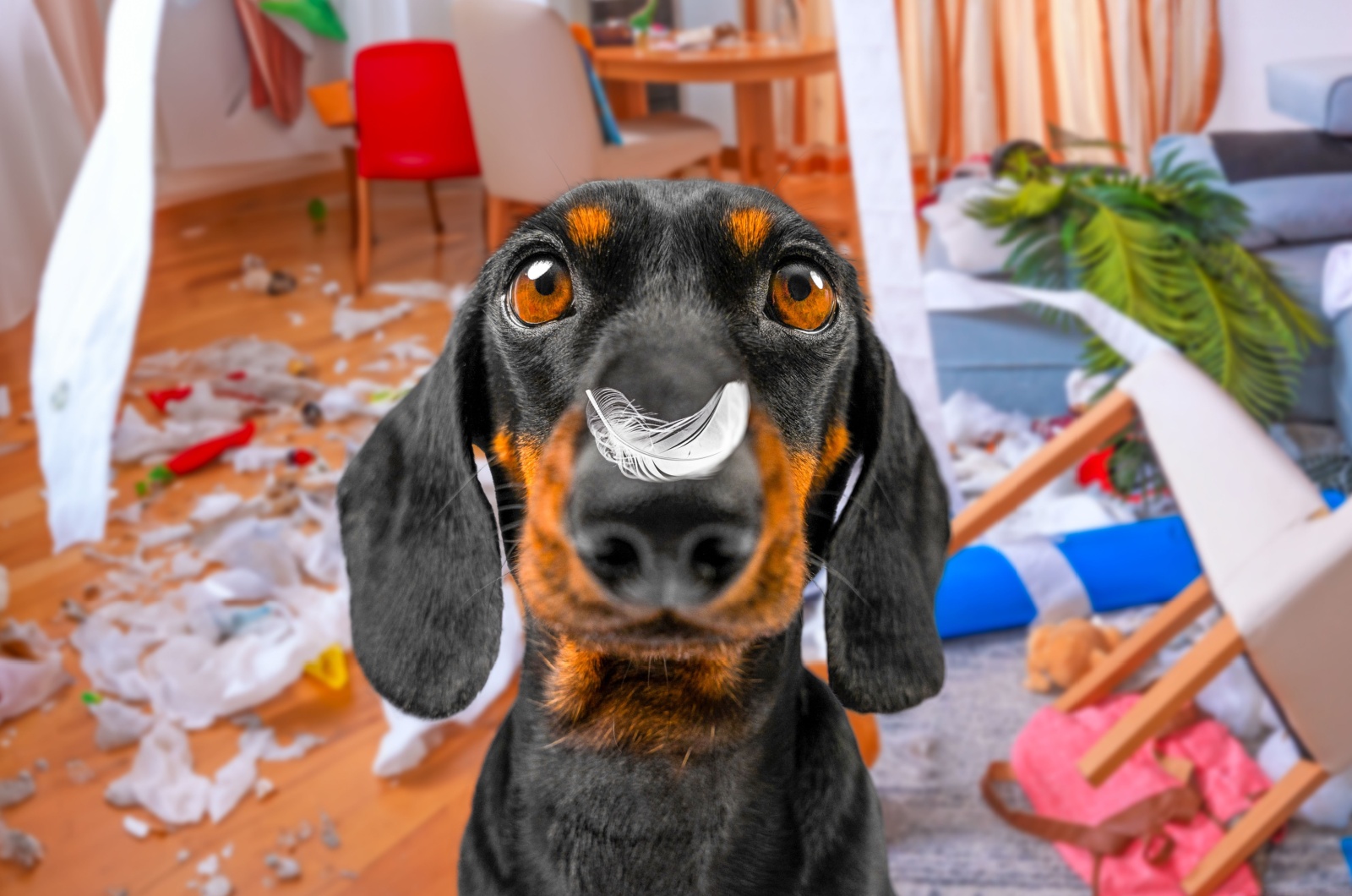 dachshund and destroyed room