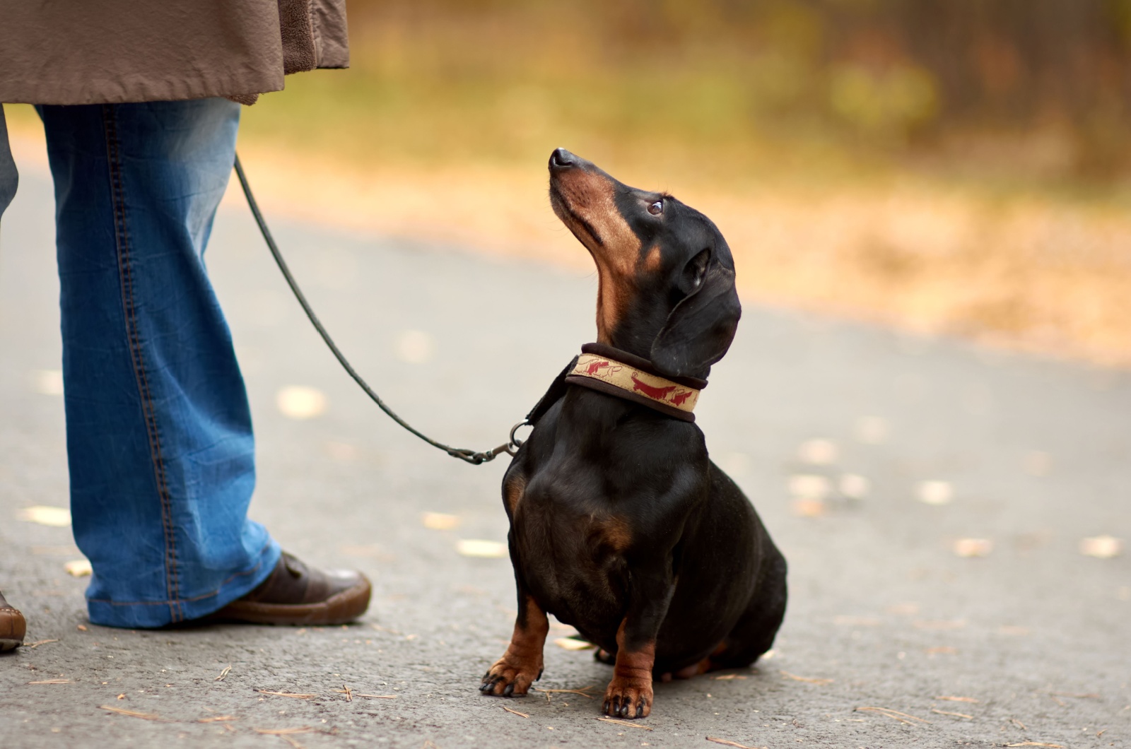 dachshund and owner walking