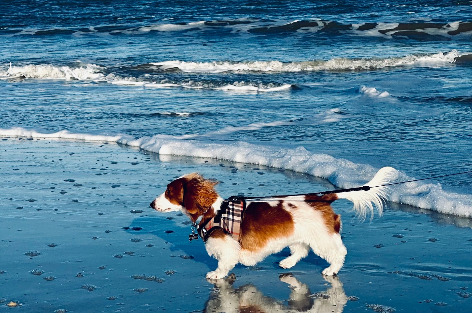 dachshund on a leash