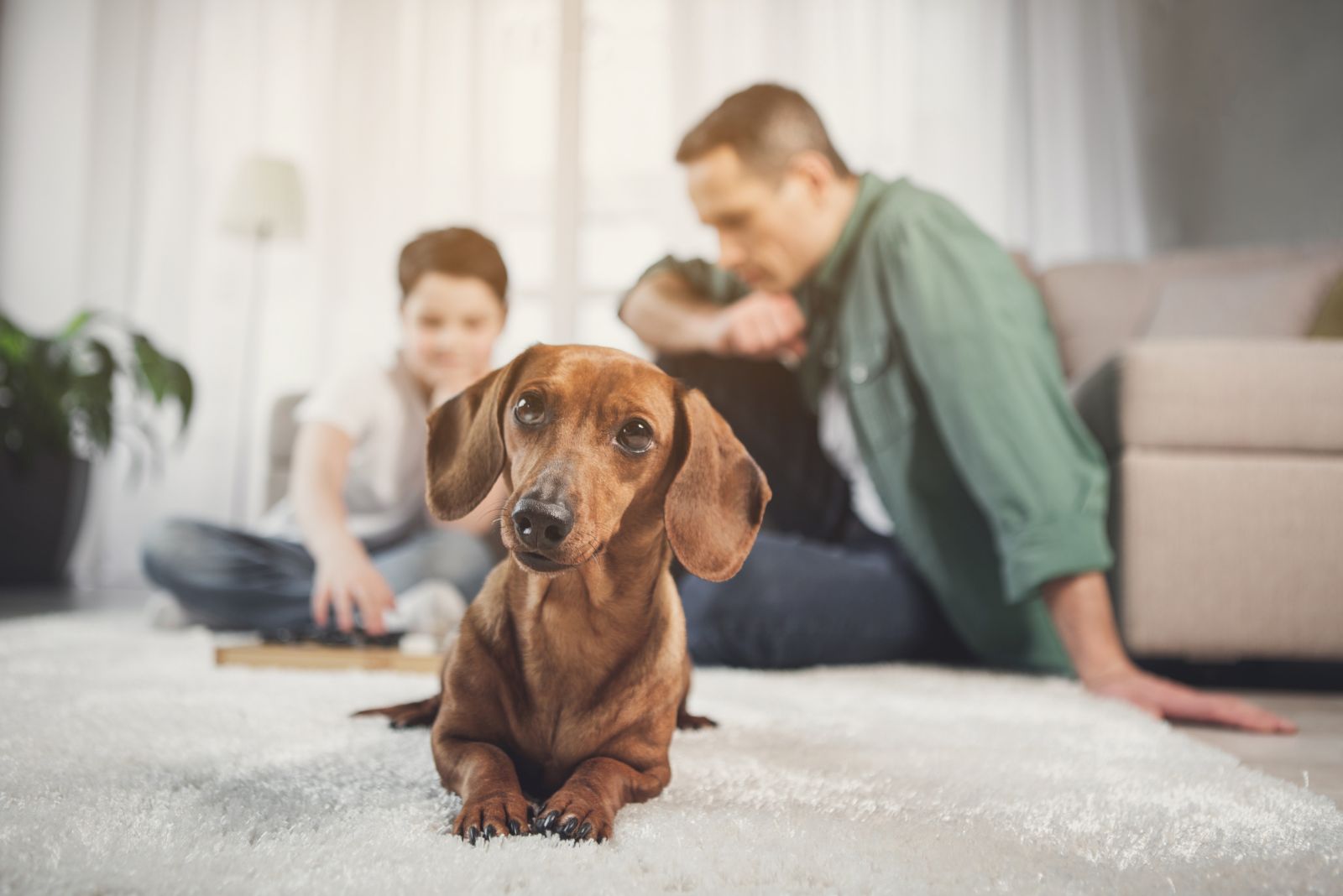 dachshund with family