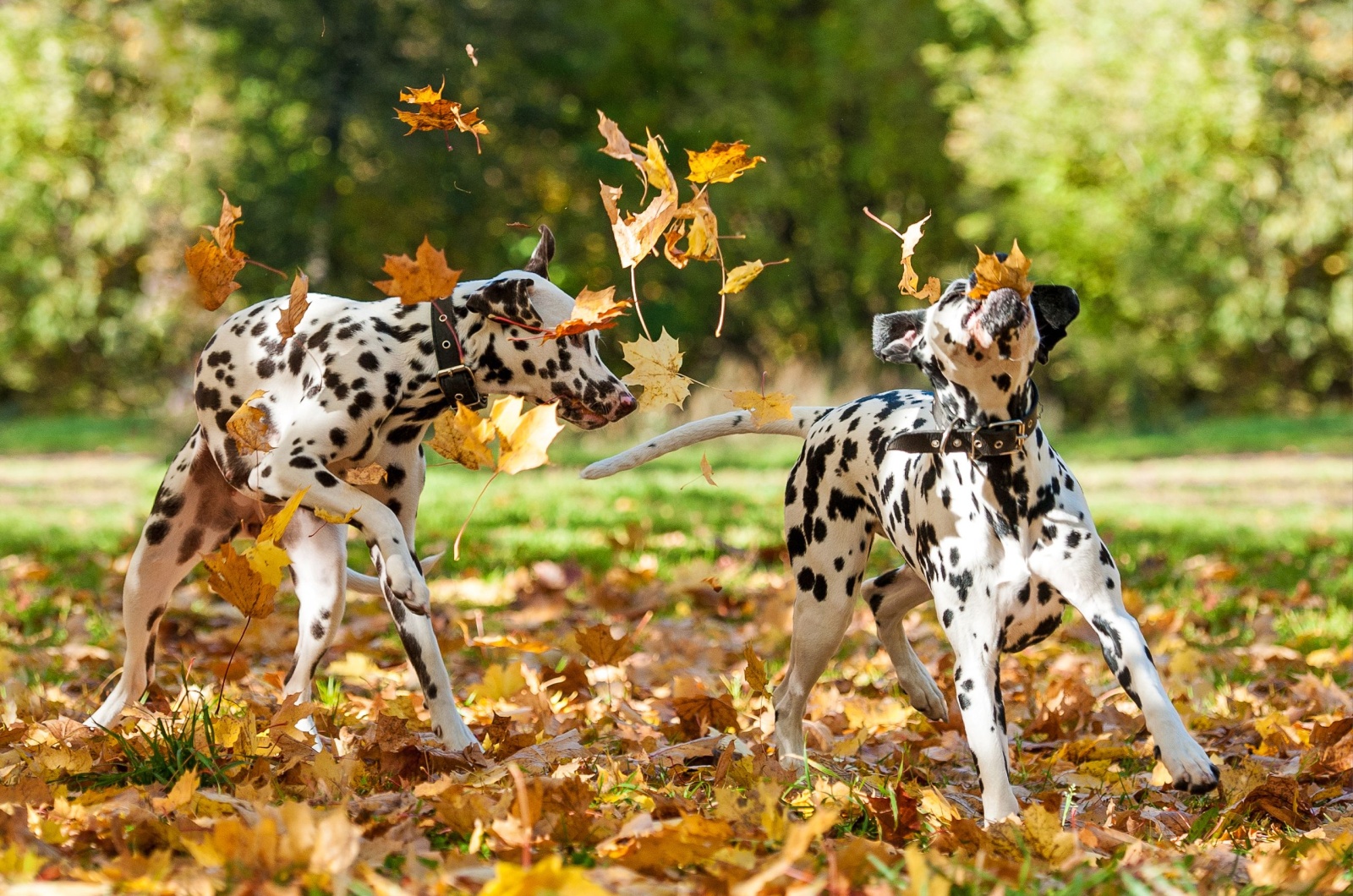 dalmatians