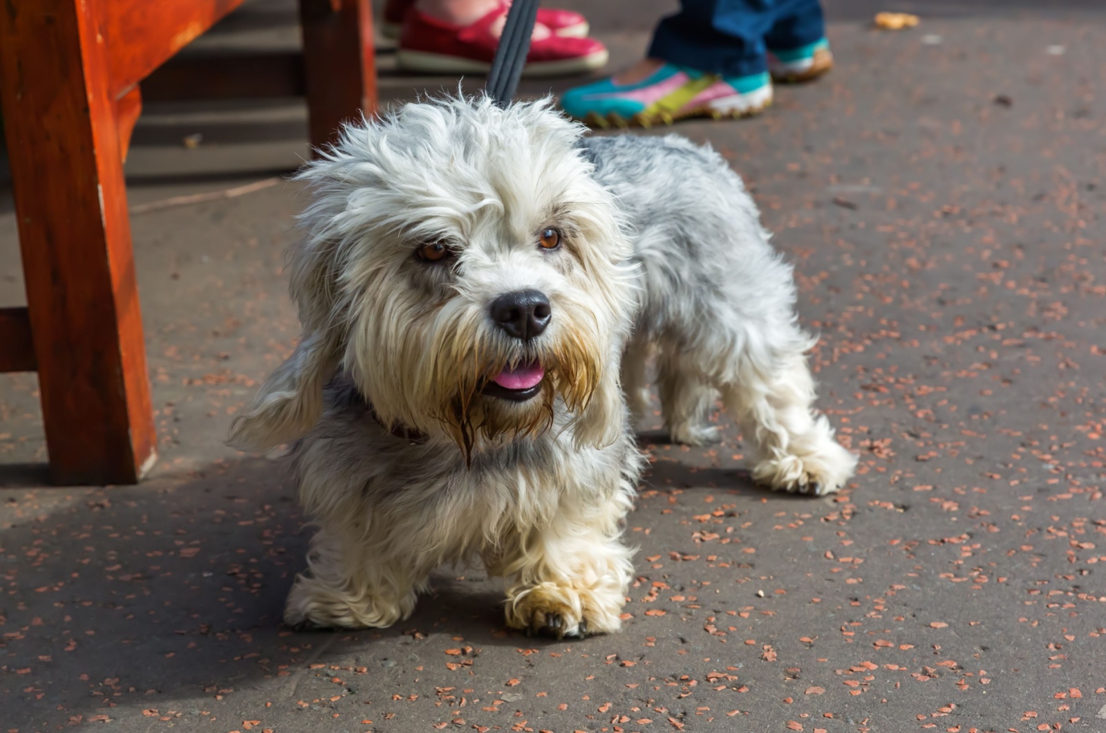 dandie terrier