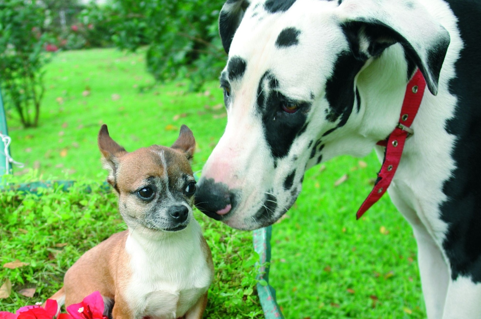 dane and chihuahua