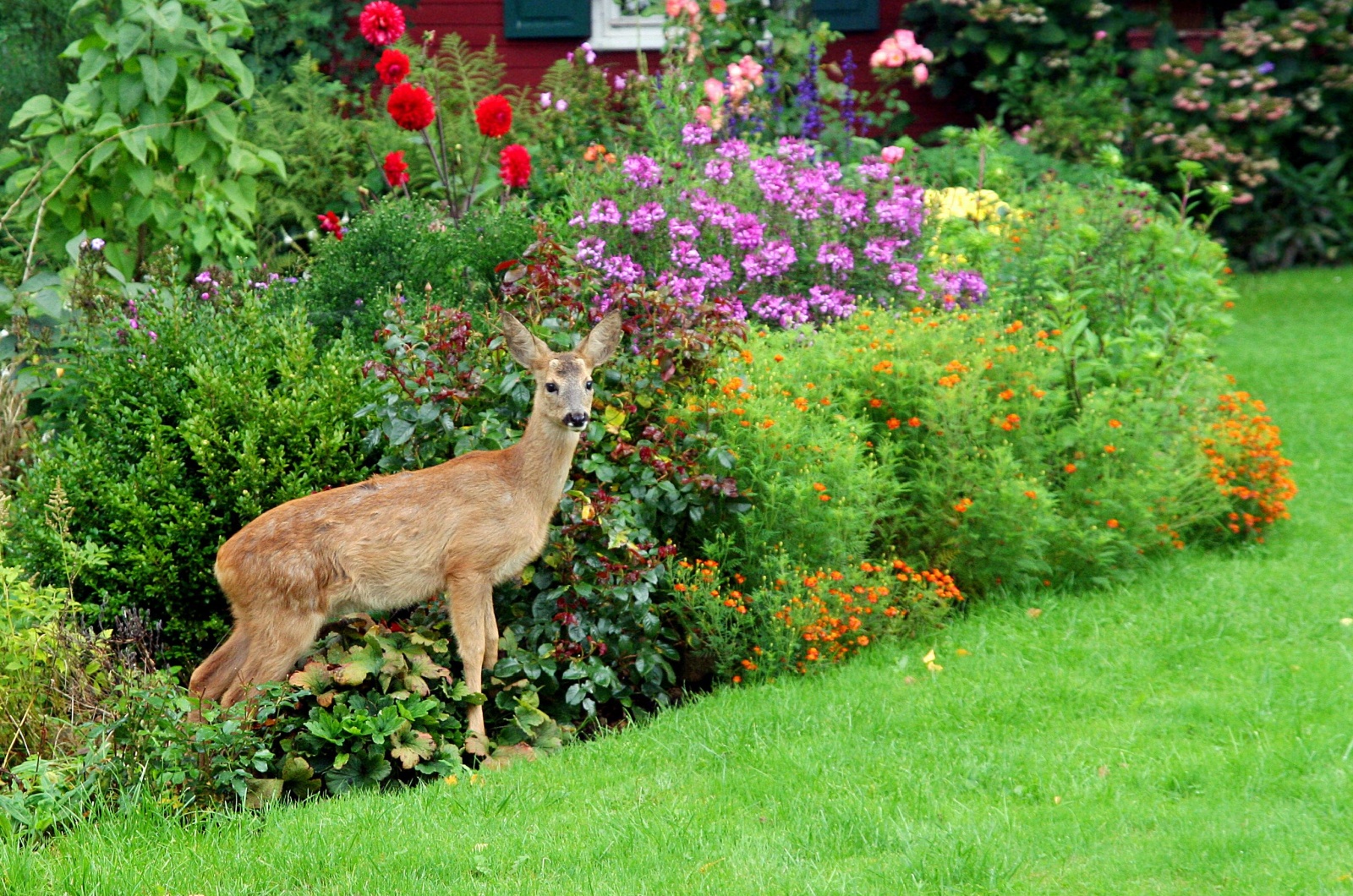 deer in garden