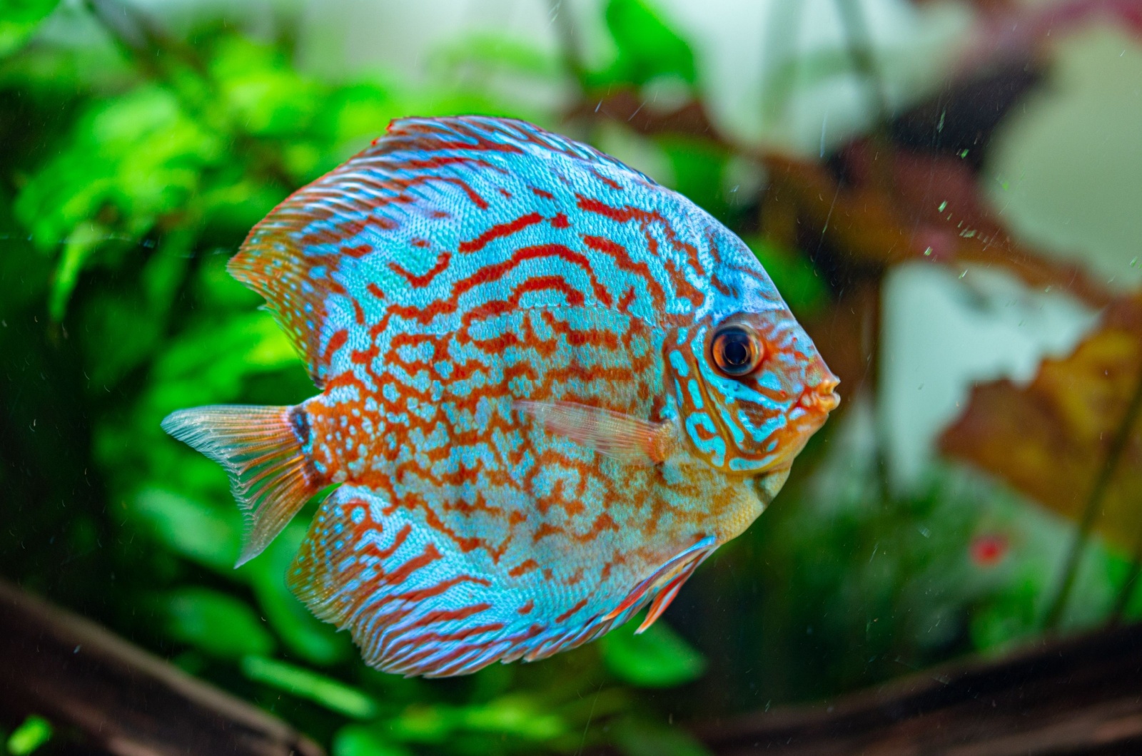 discus