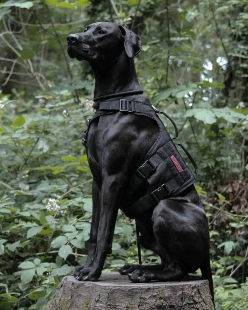 Doberdane