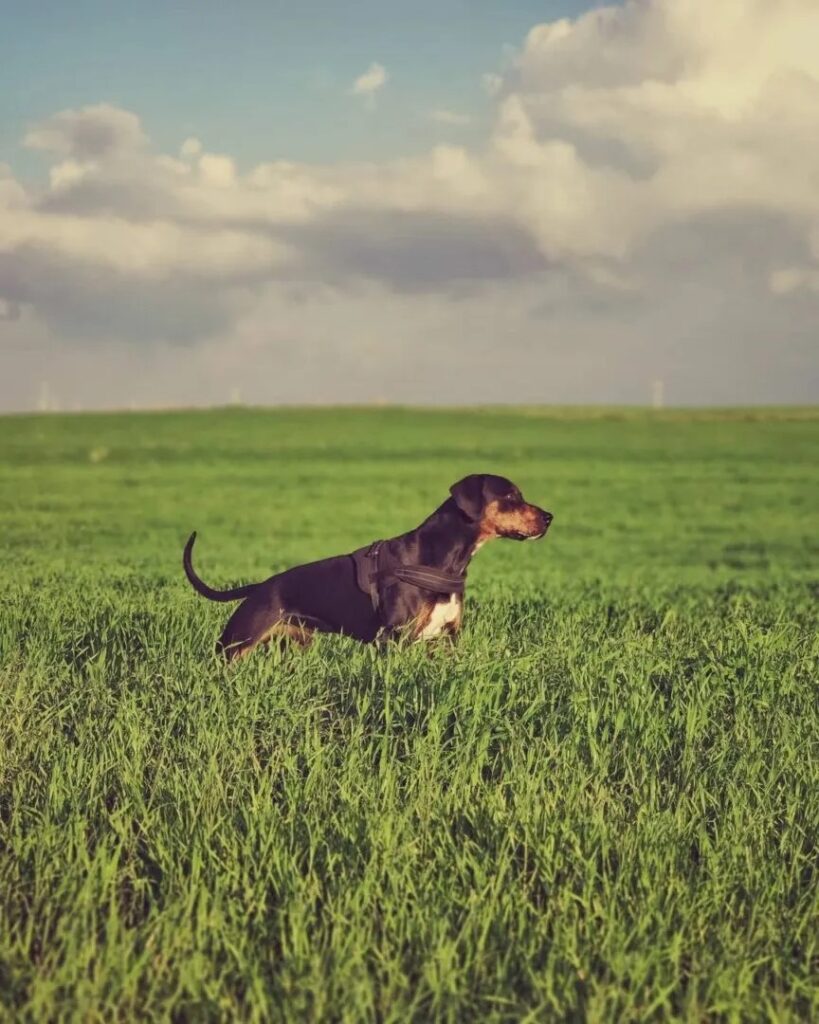 Dobie Argentino