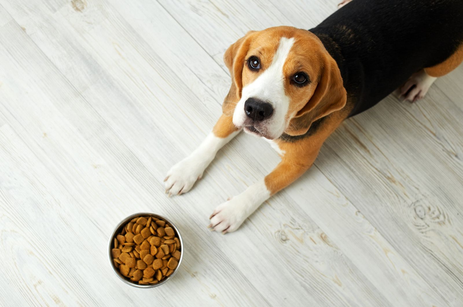 dog and a bowl of food