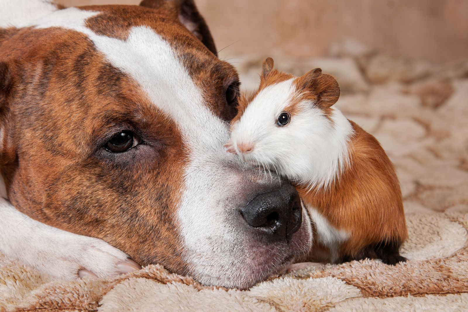 dog and guinea pig