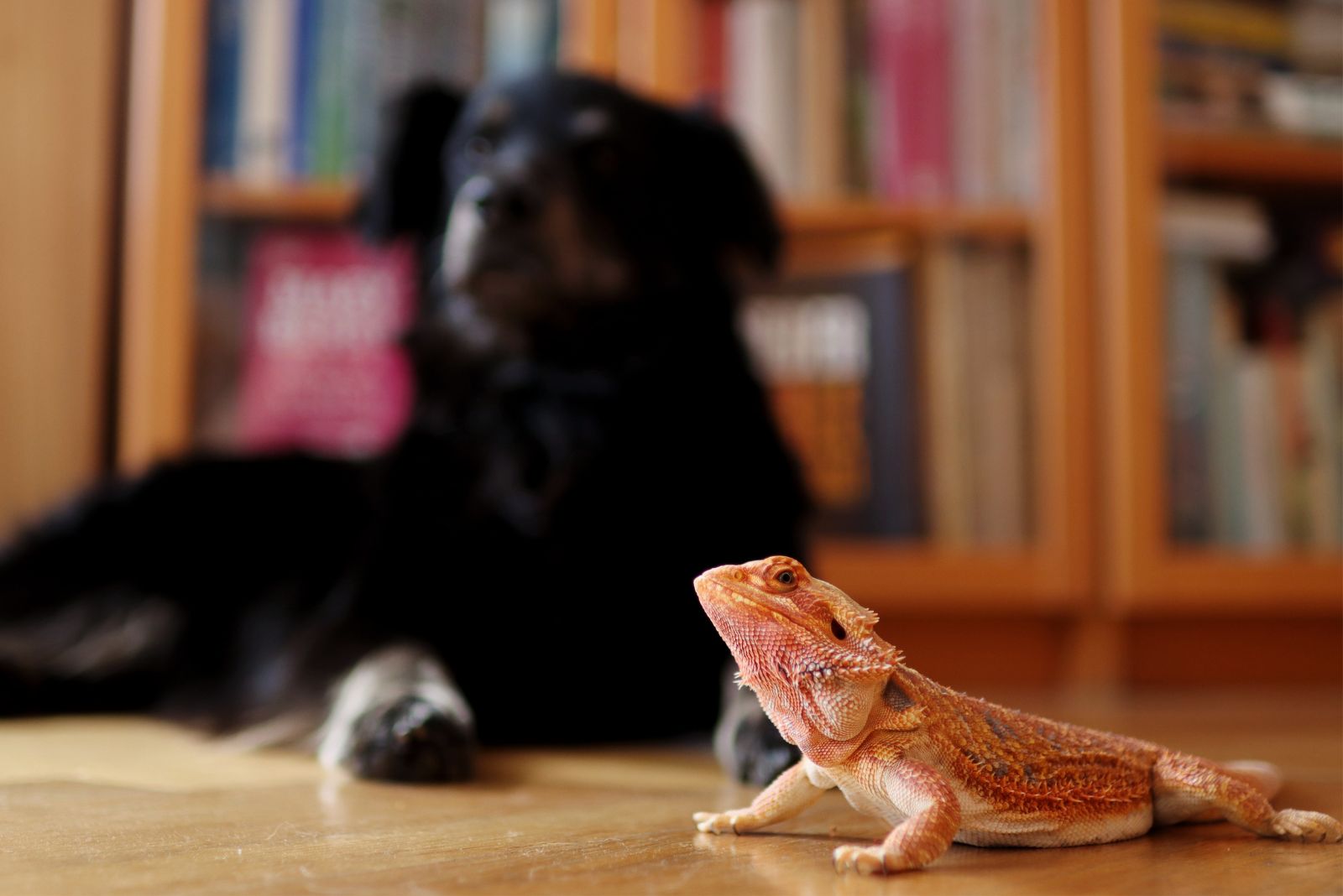 dog and reptile