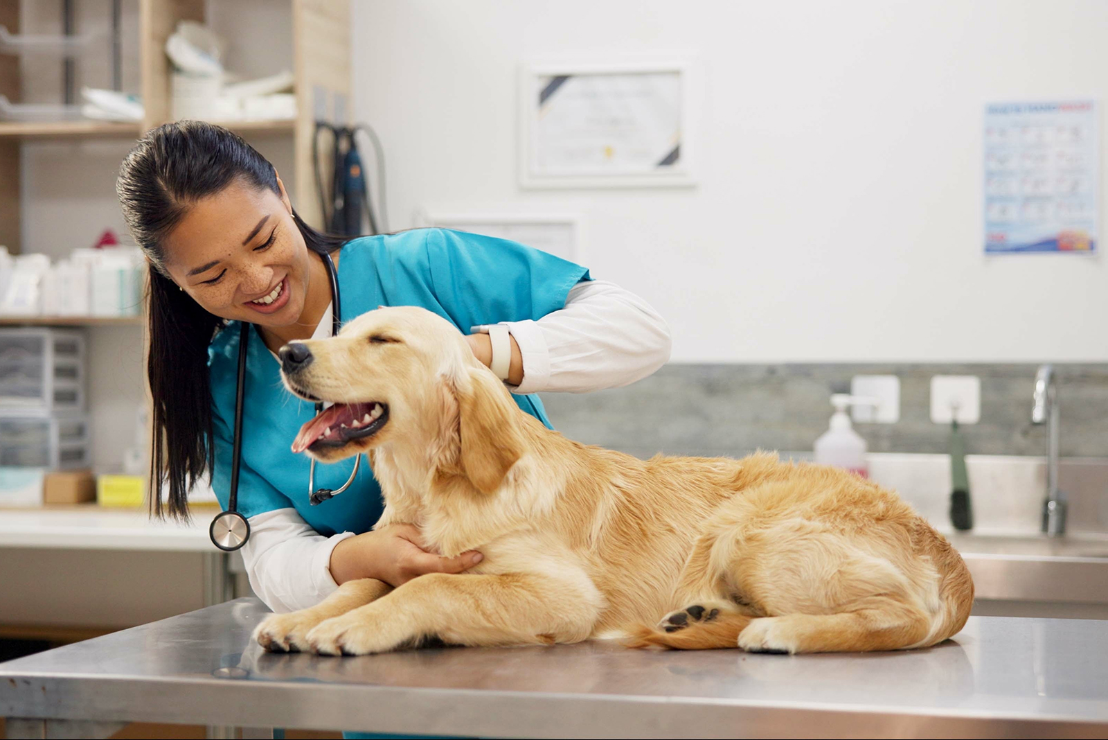 dog at vet