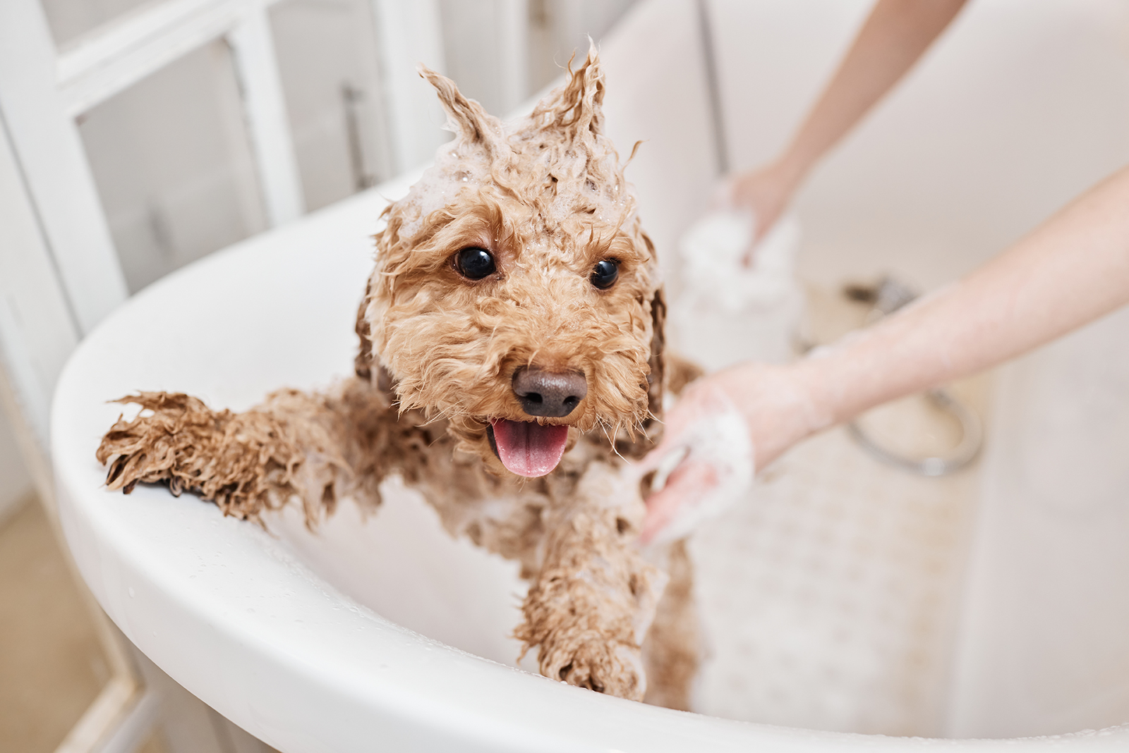 dog bathing