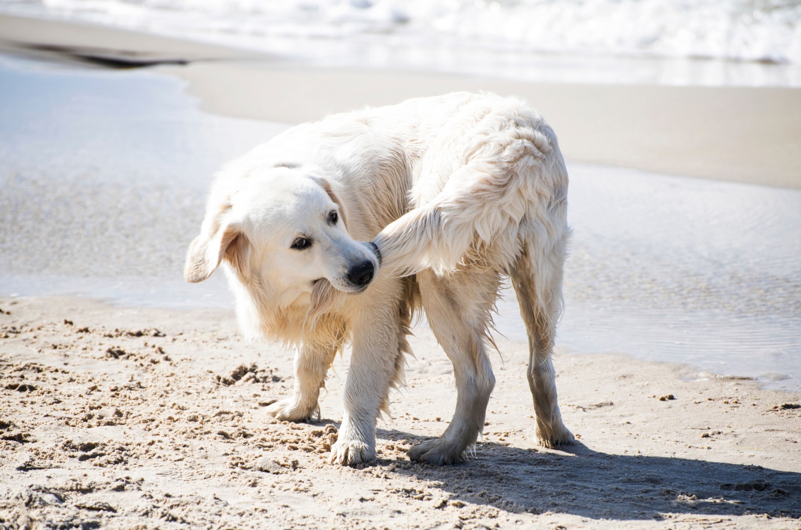 dog chasing a tail