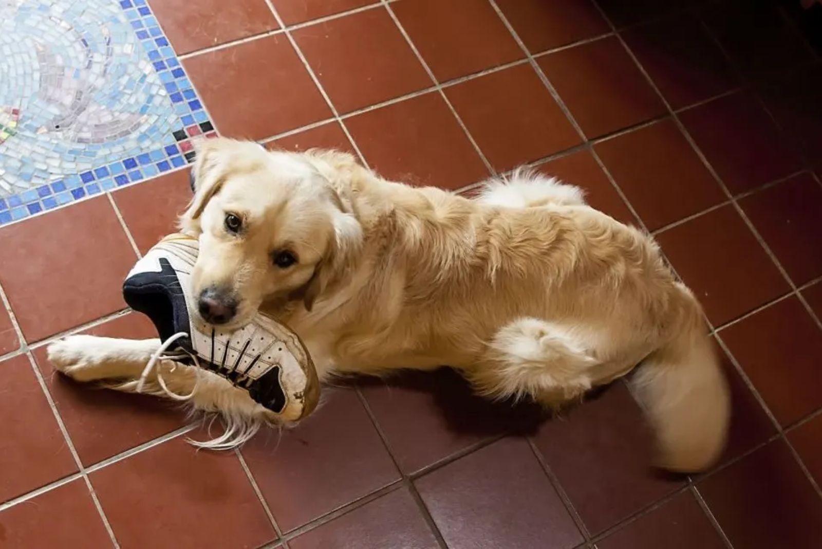 dog chewing shoes