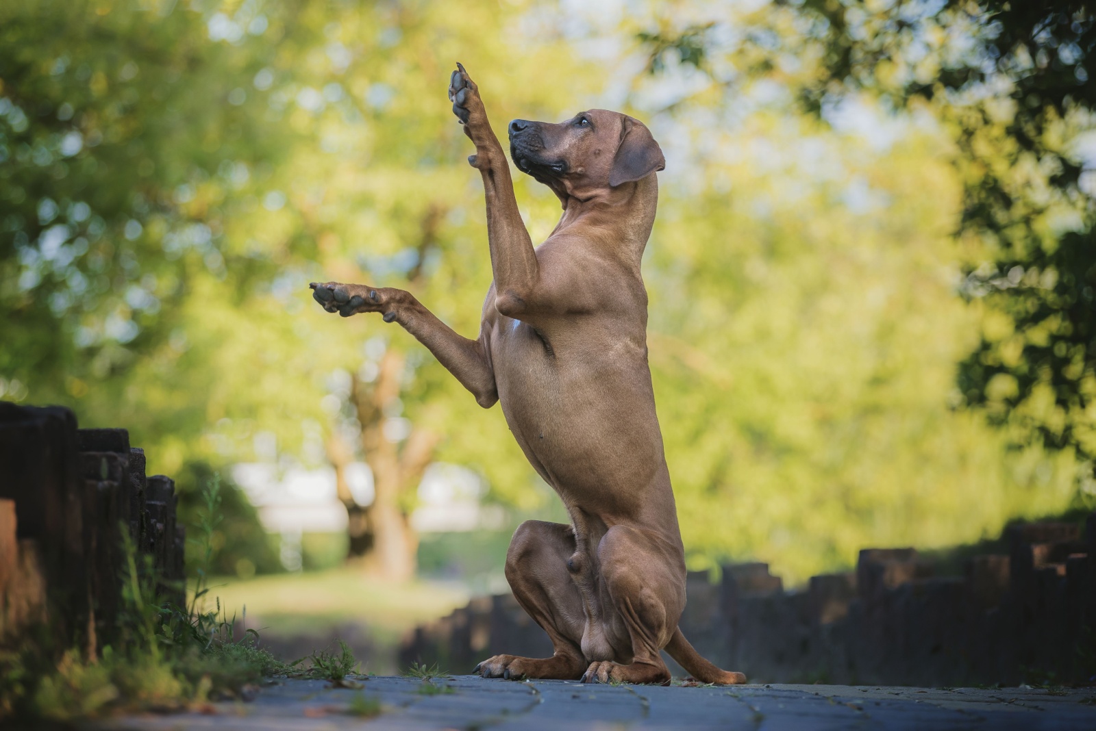 dog doing a trick