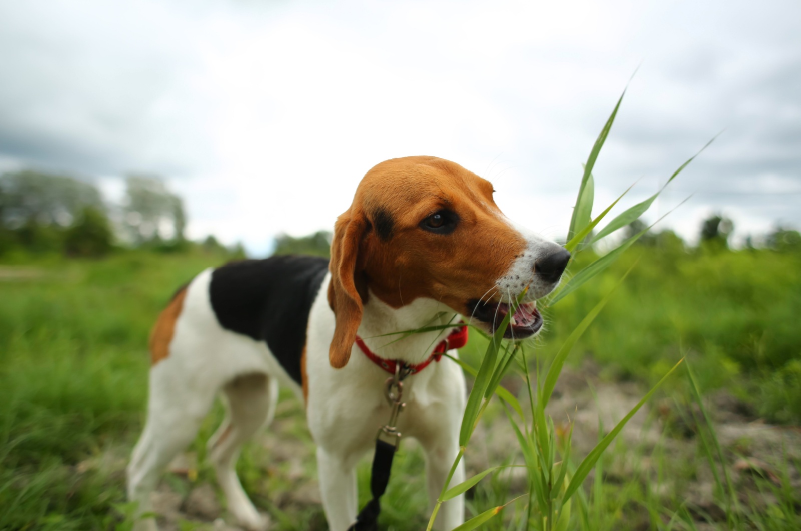 dog eating grass