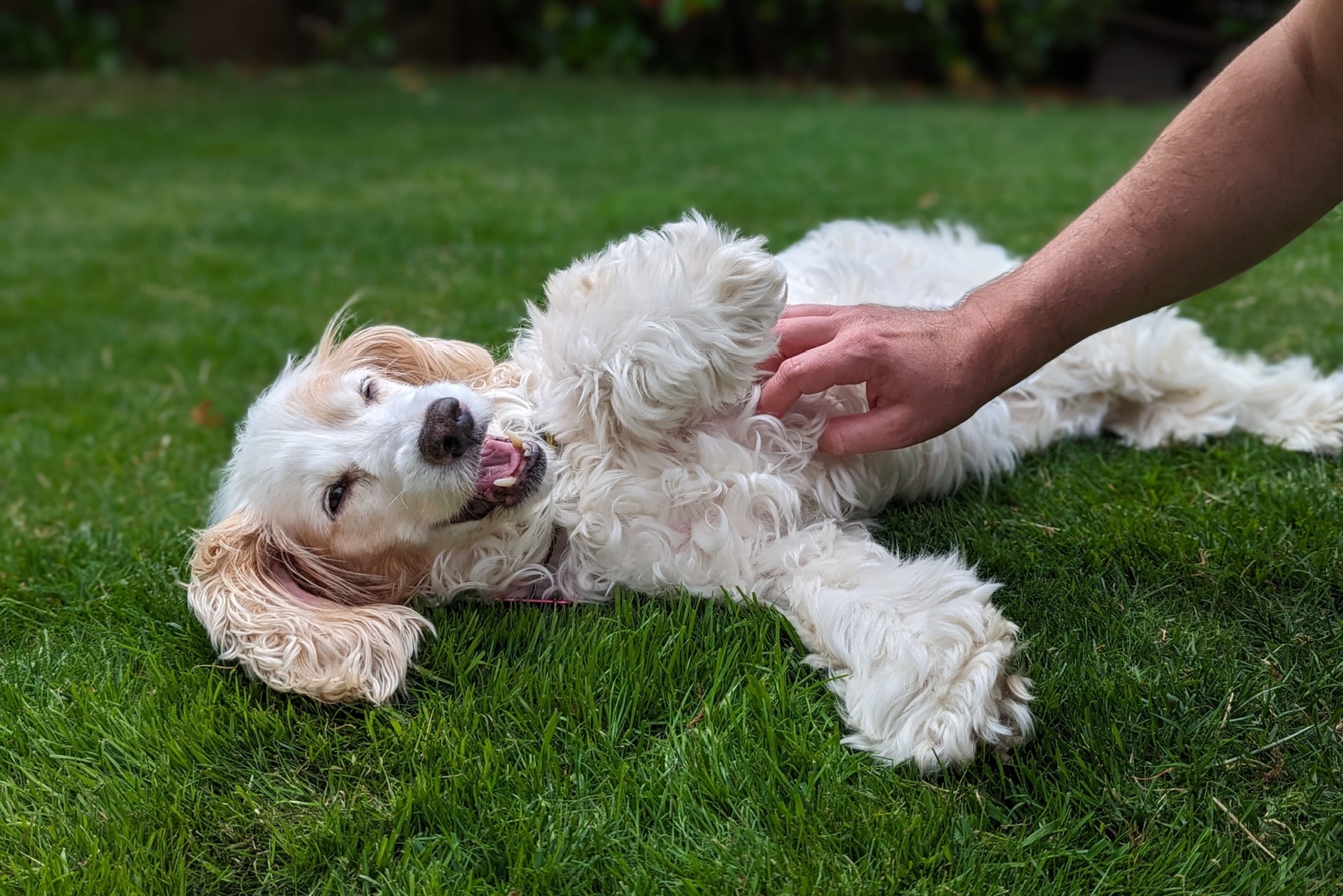 dog getting a belly rub