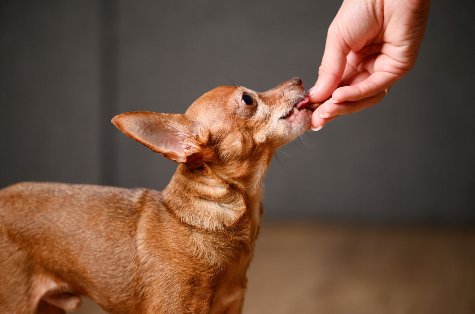 dog getting a treat