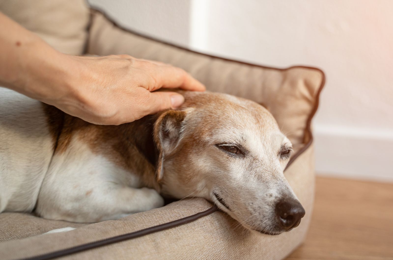 dog getting cuddled