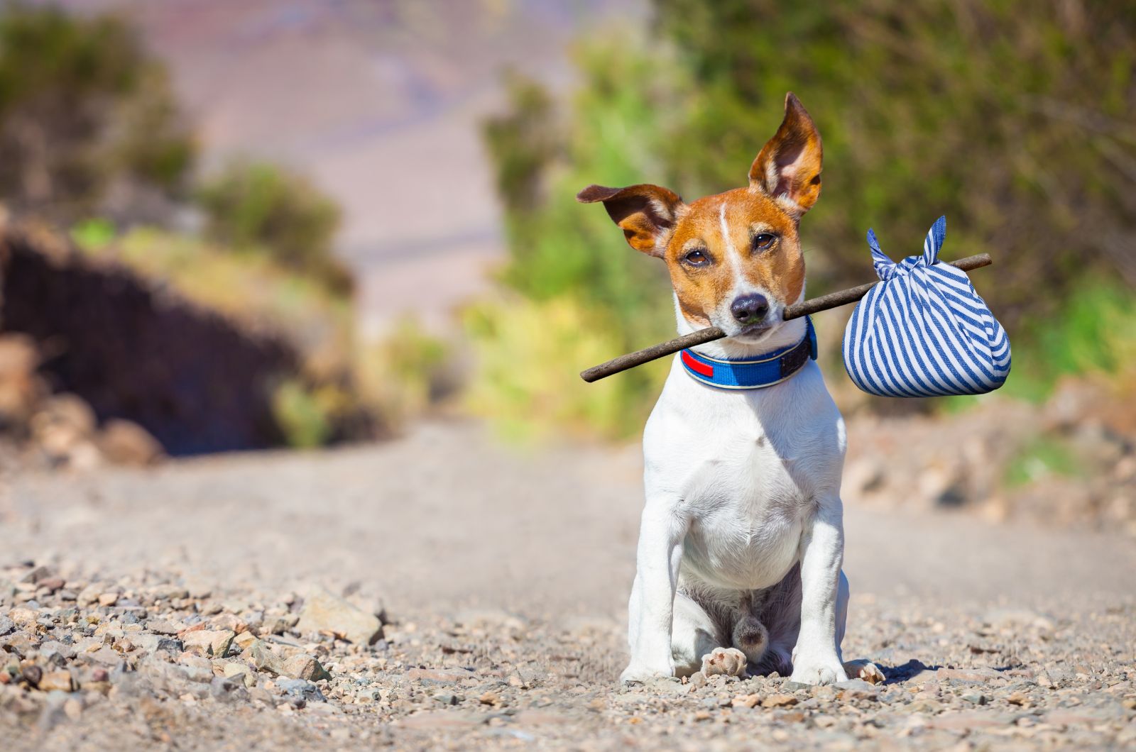 dog holding a stick