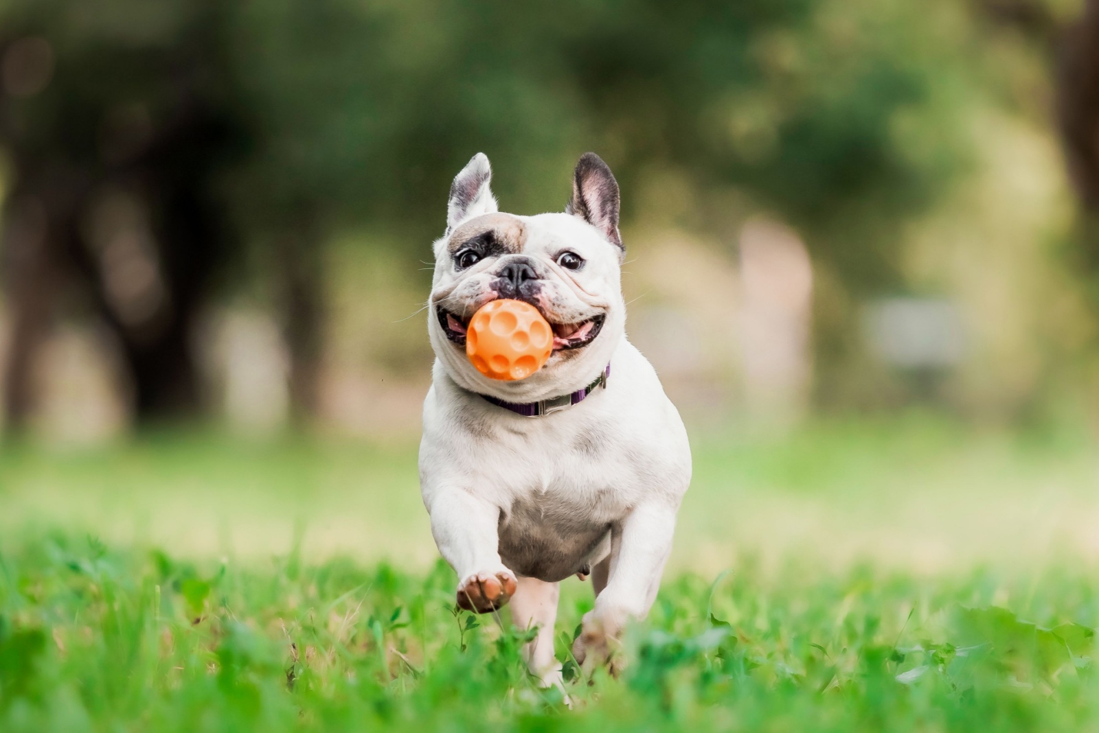 dog holding ball