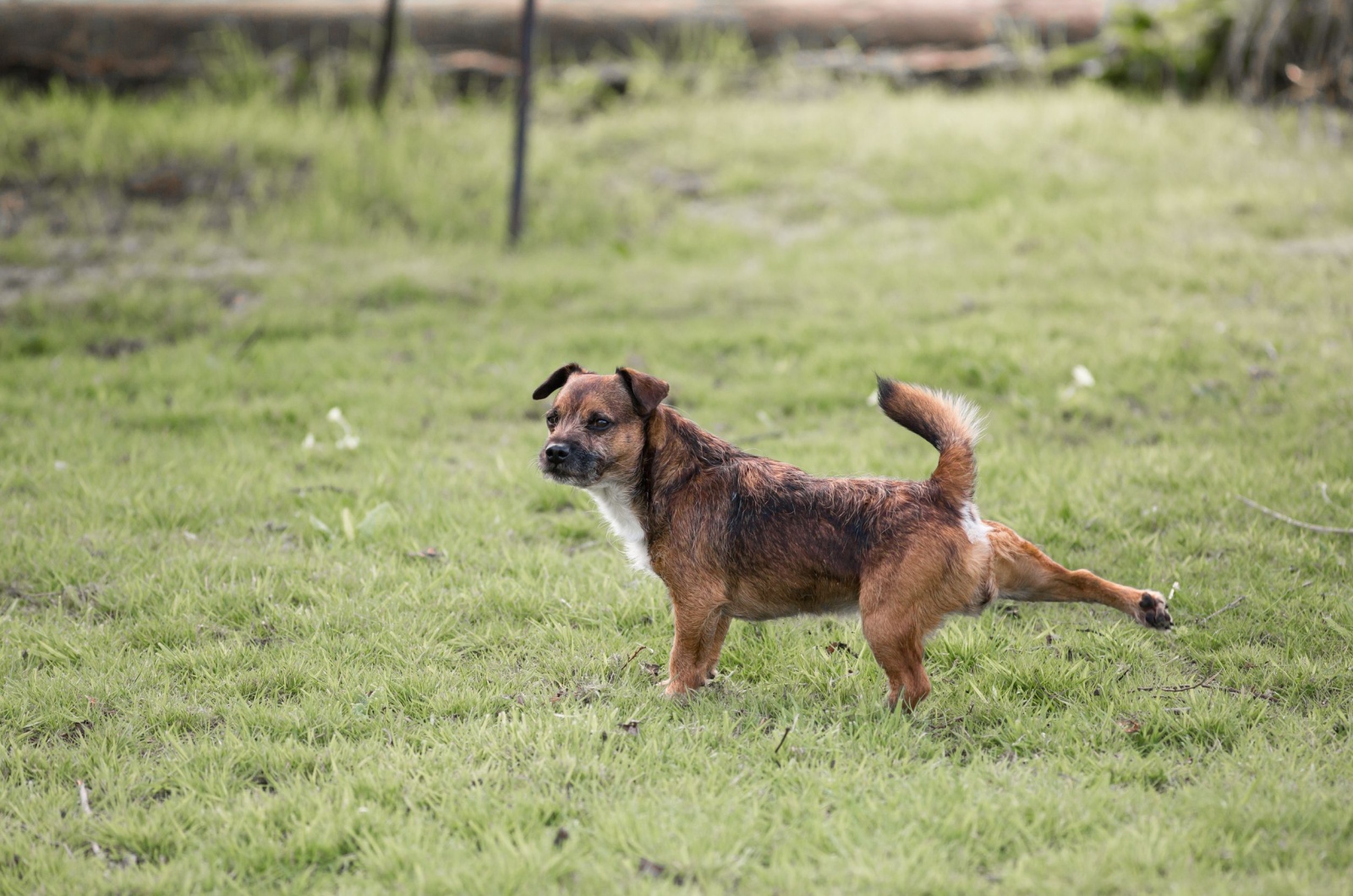 dog kicking