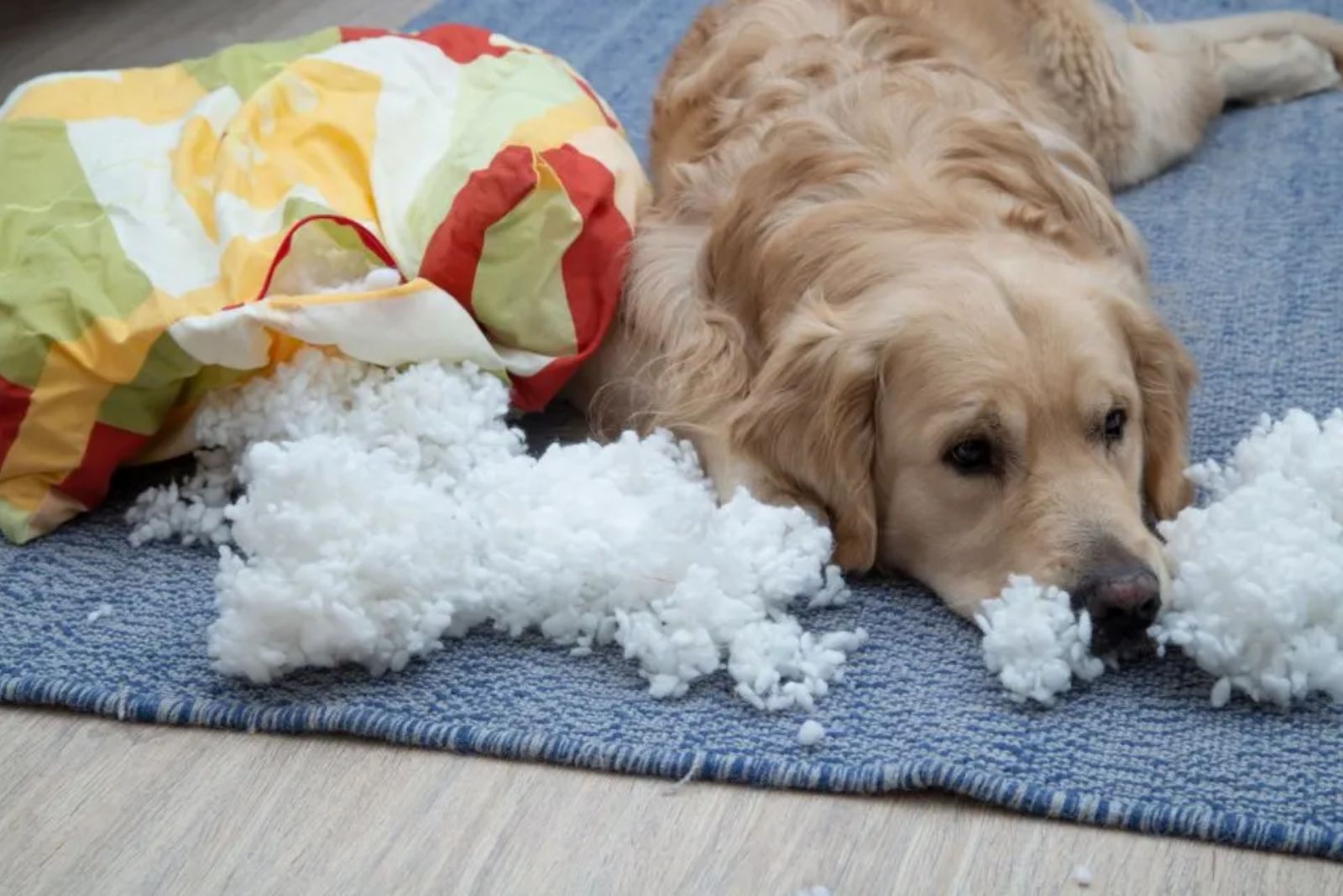 dog laying next to torn up toy