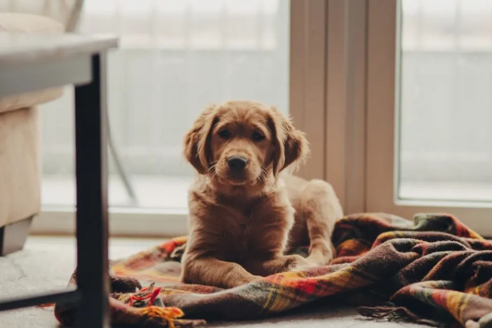 dog laying on blanket