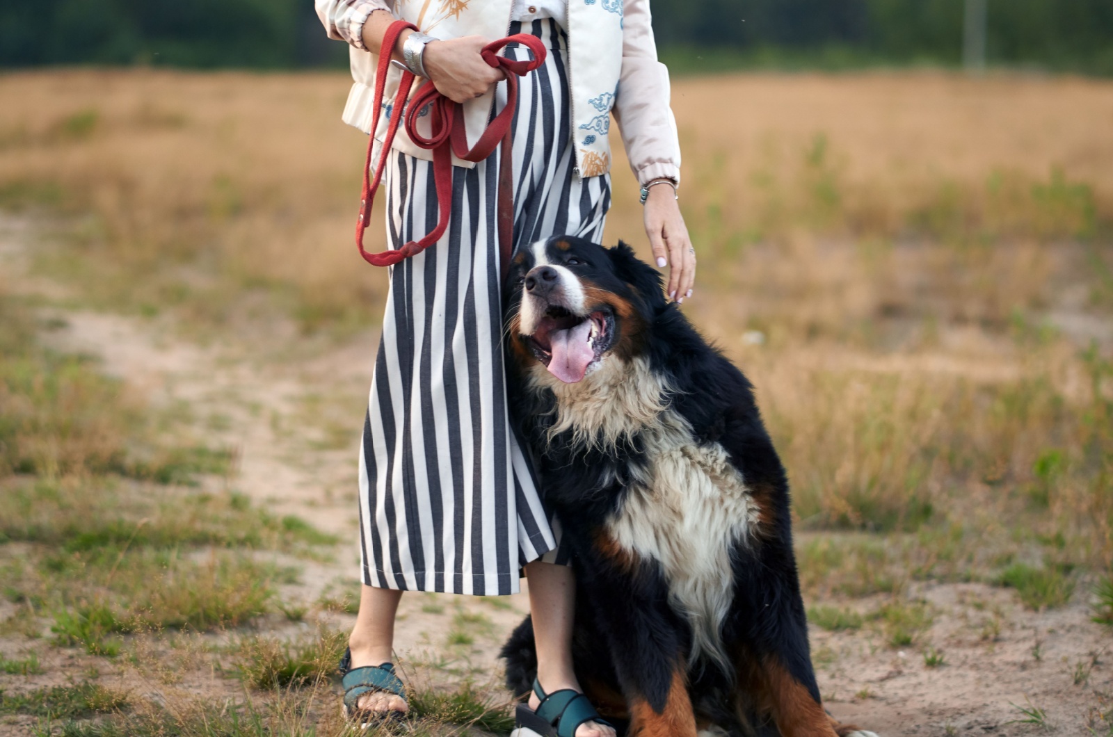 dog leaning on owner