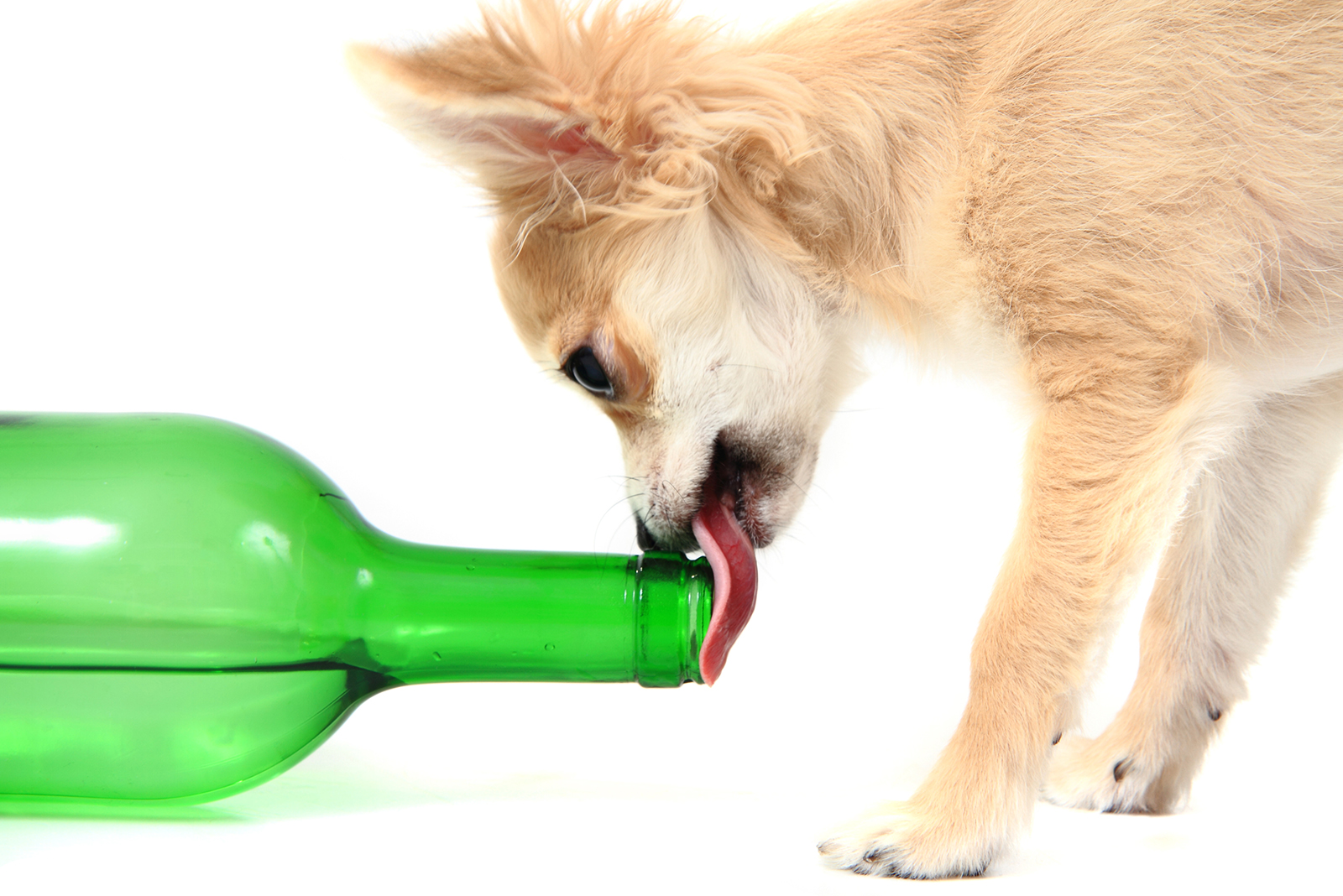 dog licking a bottle