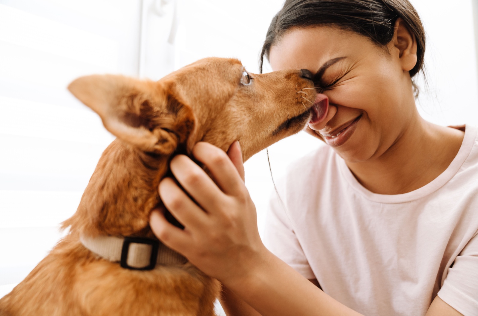 dog licking an owner