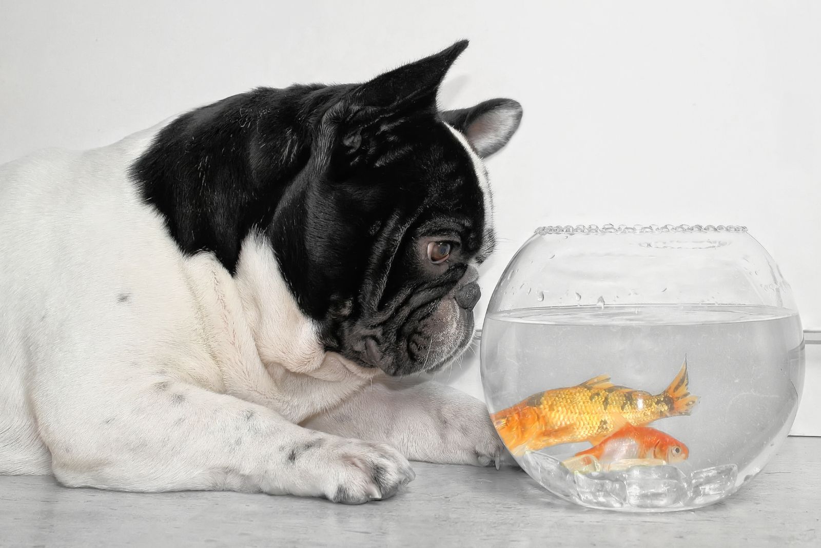 dog looking at gold fish