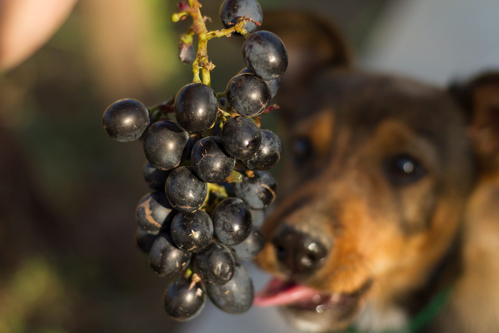 dog looking at grapes