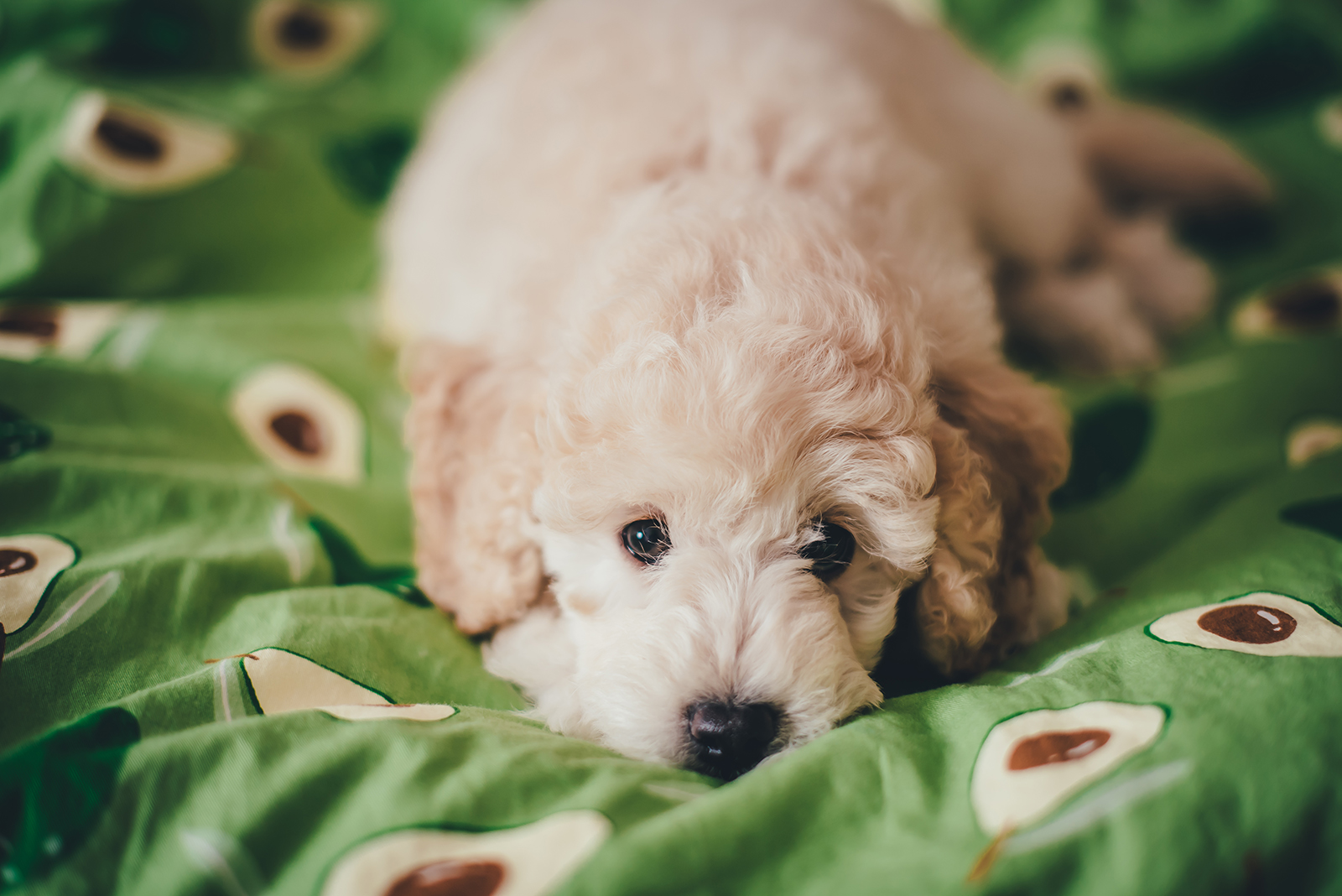 dog lying on avocado blanket