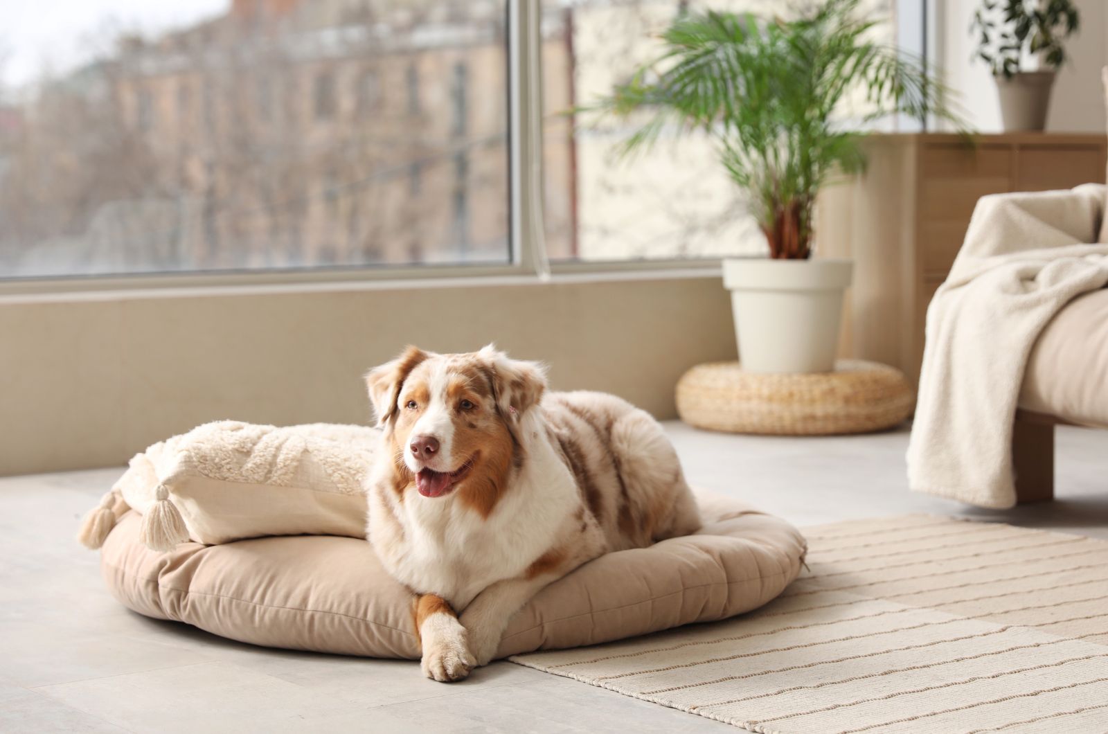 dog lying on dog bed