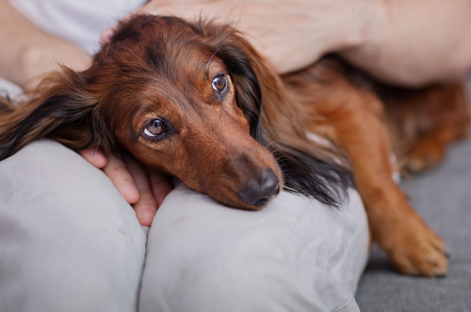 dog lying on human knees