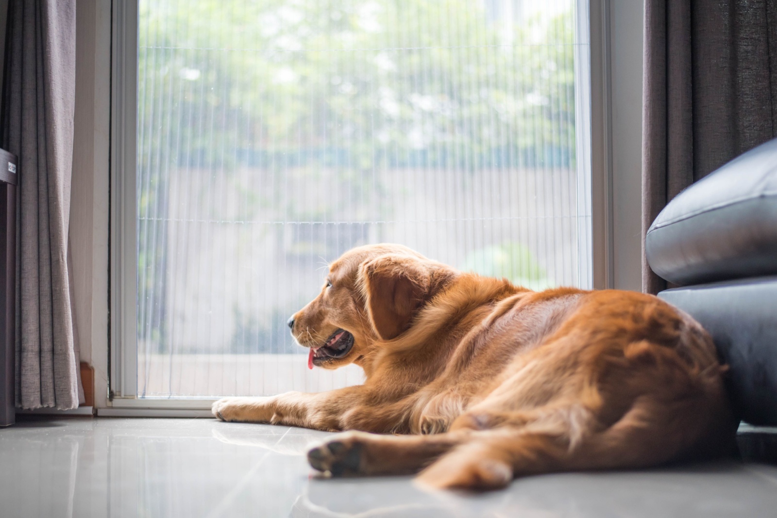 dog next to window