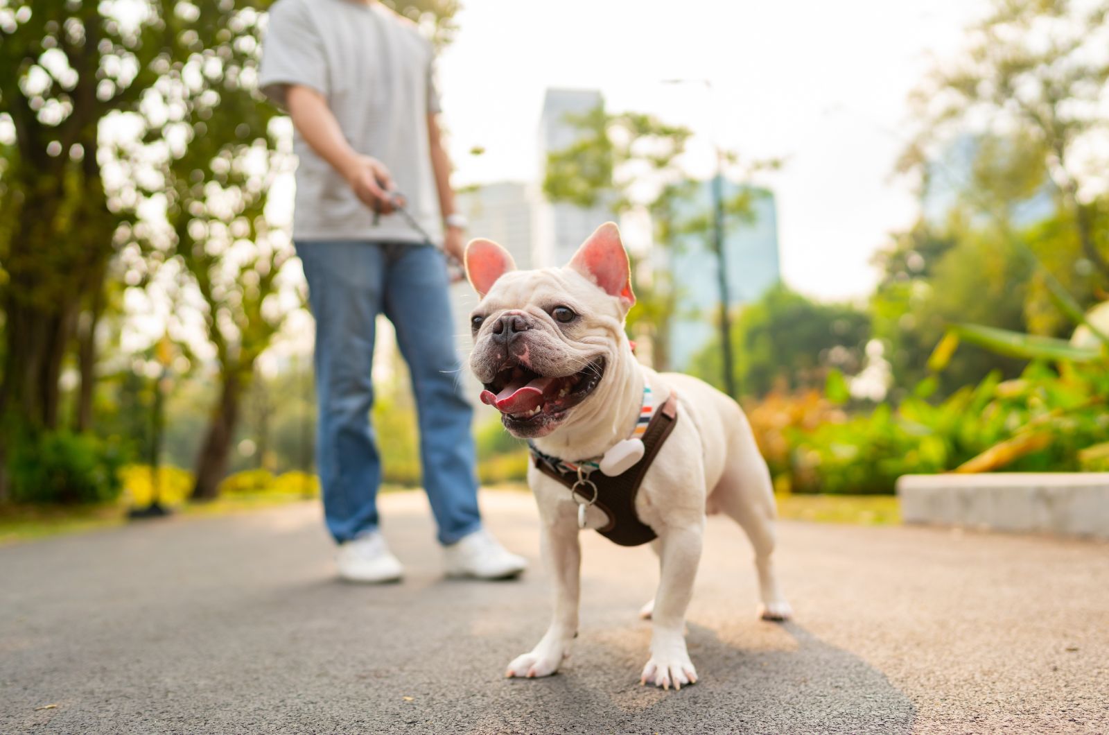 dog on a walk