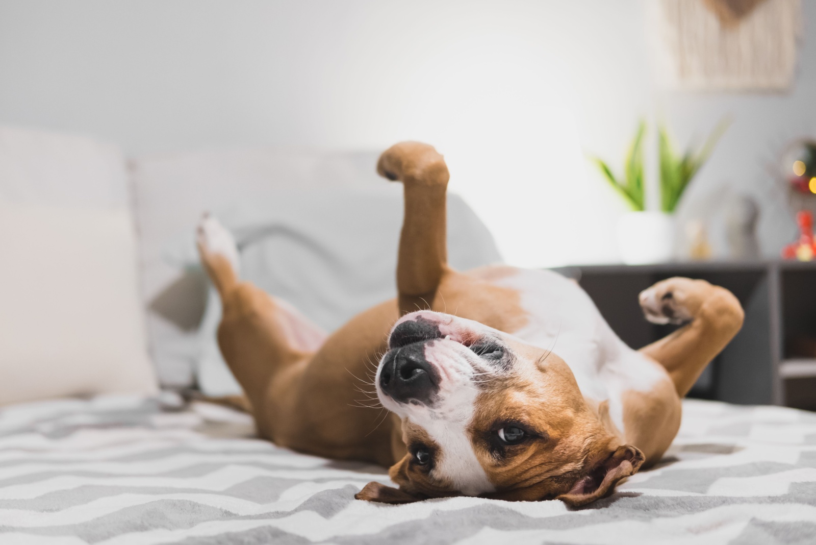 dog on bed