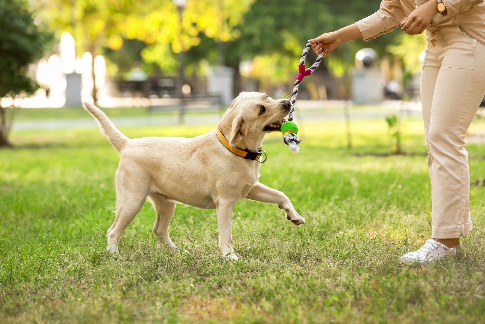 dog playing with owner